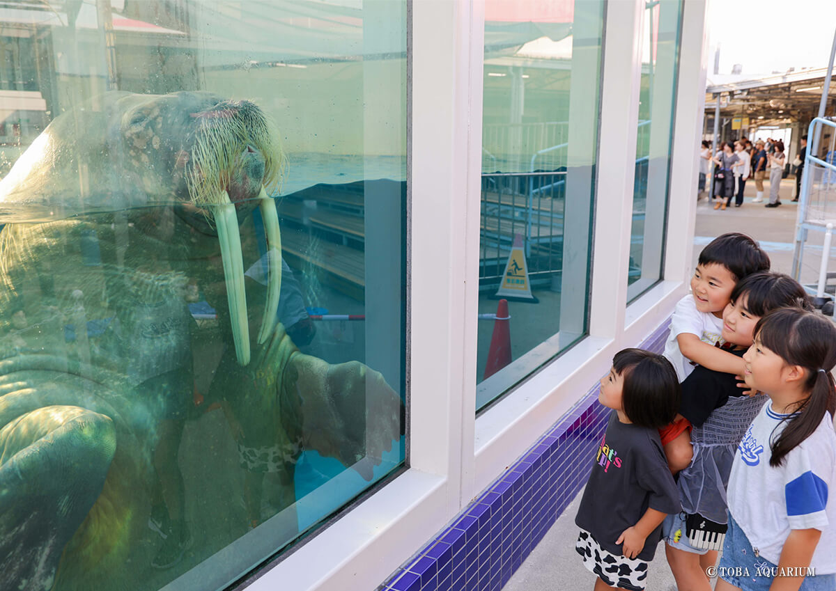 セイウチトレーナー体験02
                    