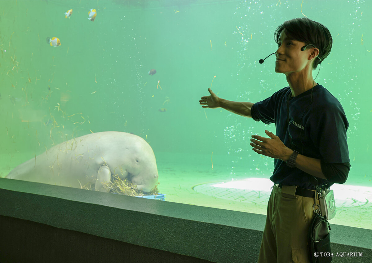 生きもの解説(ジュゴン)
                    