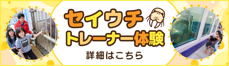 セイウチトレーナー体験