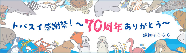 セイウチトレーナー体験