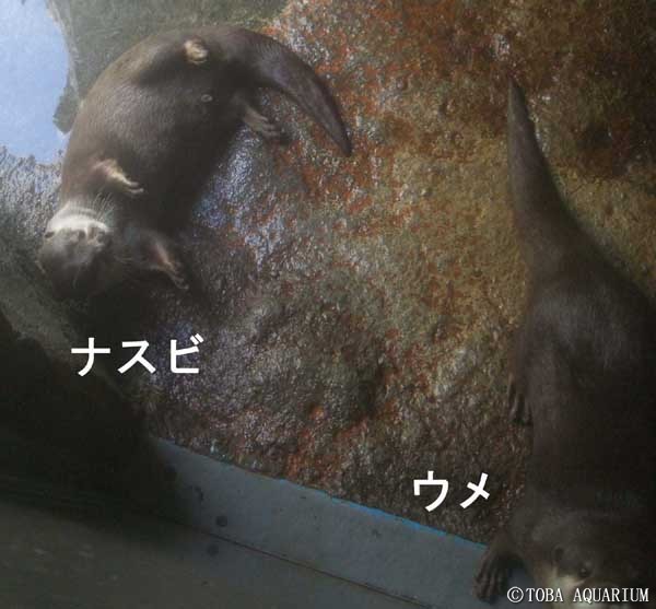 はじめまして 鳥羽水族館 飼育日記