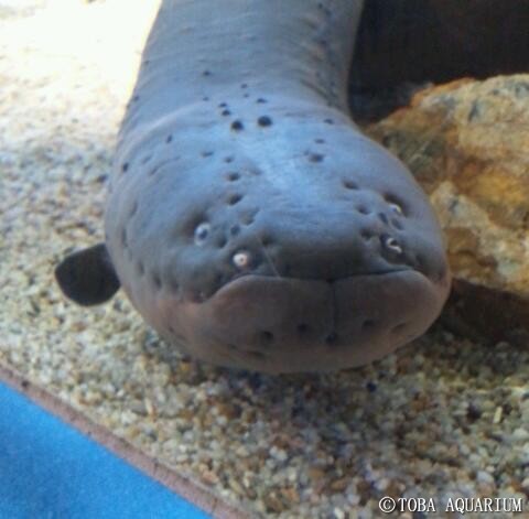 Dsc 01 1 鳥羽水族館 飼育日記