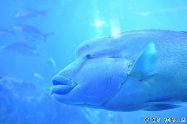 写真写真写真！！！ | 鳥羽水族館 飼育日記