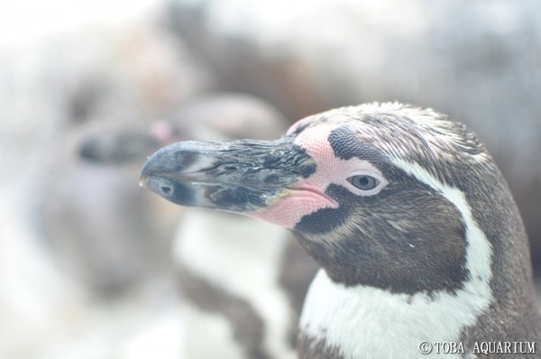 ペンギンの日常 PartⅡ – 鳥羽水族館 飼育日記