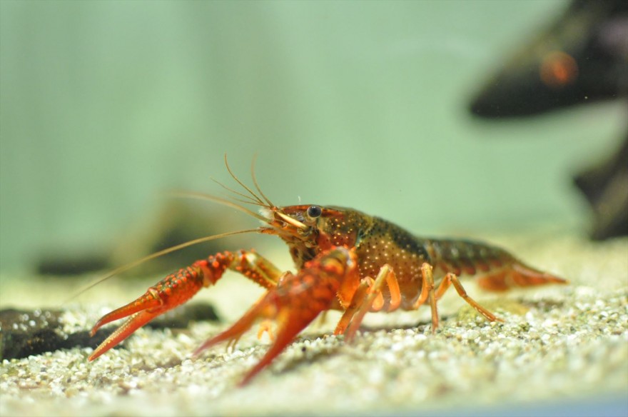 ざりがにっき v.//.v 「額角」 | 鳥羽水族館 飼育日記