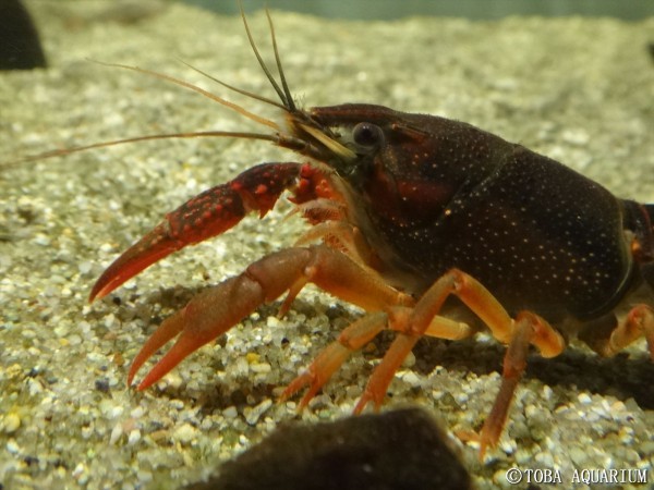 ざりがにっき V V 脱皮の再生能力 鳥羽水族館 飼育日記