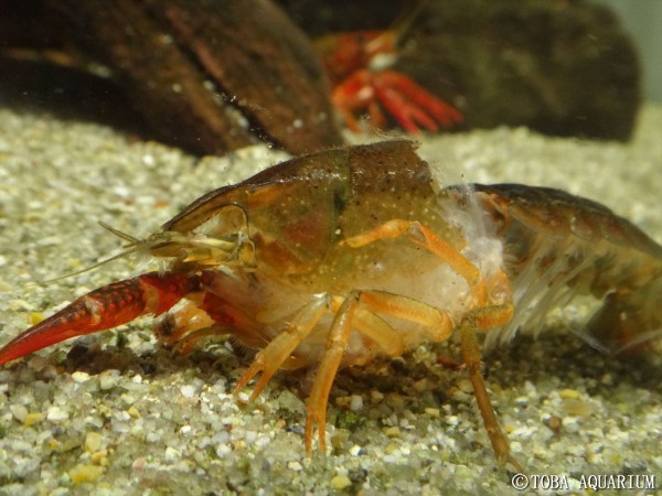 ざりがにっき V V 脱皮の再生能力 鳥羽水族館 飼育日記