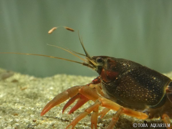 ざりがにっき V V 脱皮の再生能力 鳥羽水族館 飼育日記