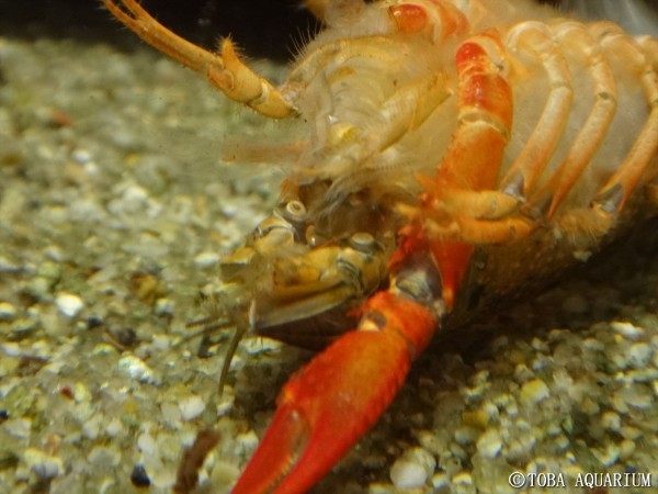 ざりがにっき V V 脱皮の再生能力 鳥羽水族館 飼育日記