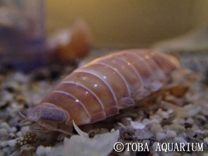 鳥羽水族館 飼育日記