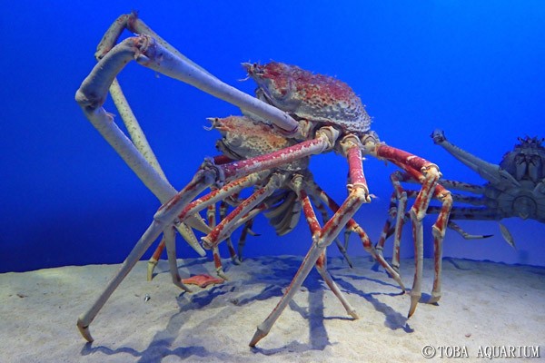 タカアシガニの交尾前ガード 鳥羽水族館 飼育日記