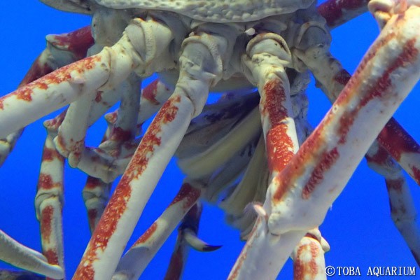 タカアシガニの交尾前ガード 鳥羽水族館 飼育日記