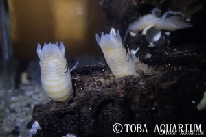 鳥羽水族館 飼育日記