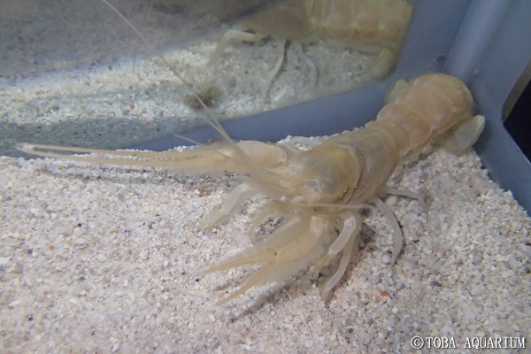 深海性エビ カニ ヤドカリが入館しました 鳥羽水族館 飼育日記