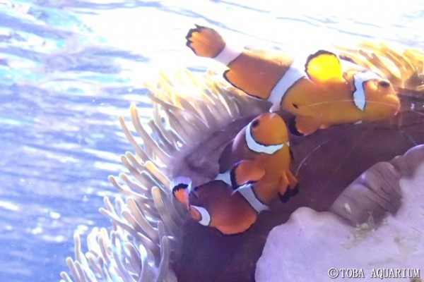 サンゴ水槽のカクレクマノミ | 鳥羽水族館 飼育日記