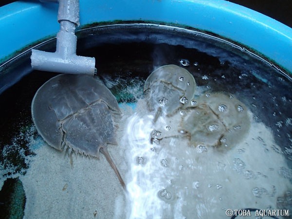 アメリカカブトガニが 鳥羽水族館 飼育日記