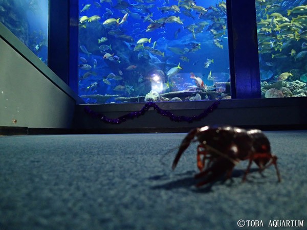 アメリカザリガニの脱走 鳥羽水族館 飼育日記