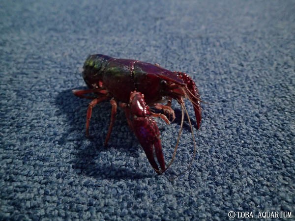 アメリカザリガニの脱走 鳥羽水族館 飼育日記