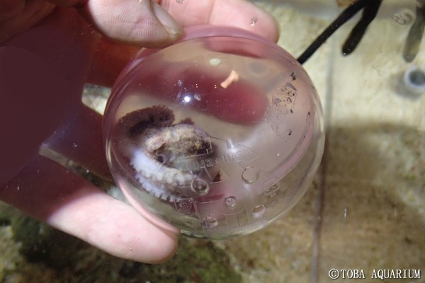 ヒョウモンダコと不詳タコ 鳥羽水族館 飼育日記