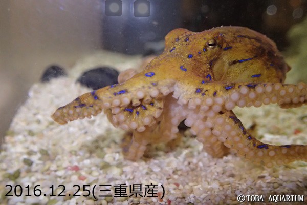 ヒョウモンダコを展示しました 鳥羽水族館 飼育日記