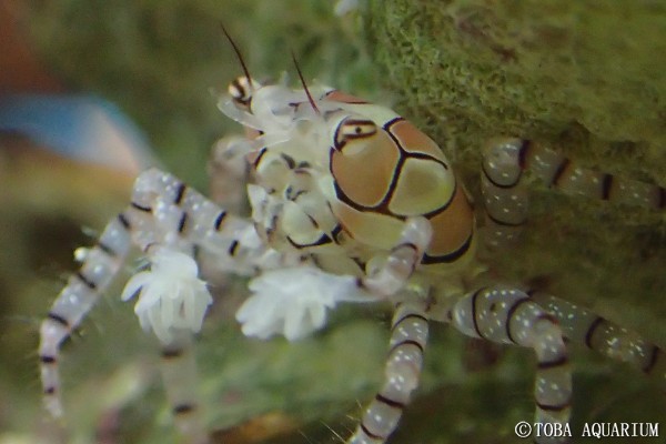 カニの目コレクション | 鳥羽水族館 飼育日記