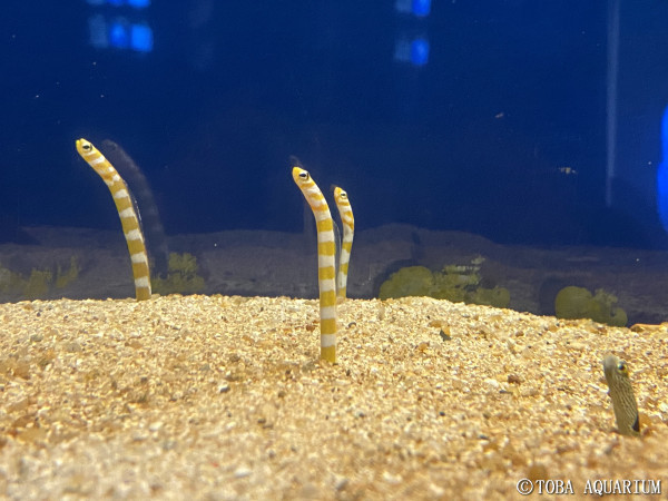 隠れて ます 鳥羽水族館 飼育日記