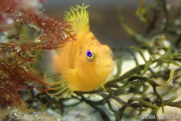 しとしとぴっちゃん | 鳥羽水族館 飼育日記