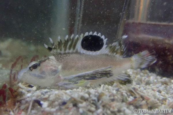 ハチ 入館しました 鳥羽水族館 飼育日記