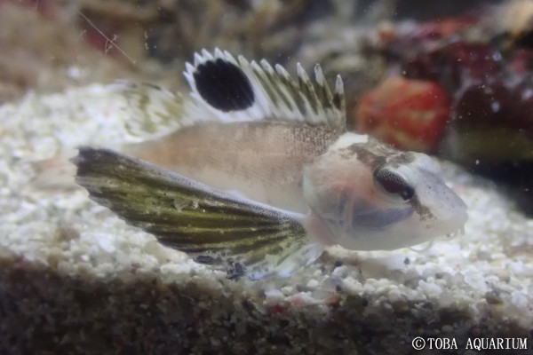 ハチ 入館しました 鳥羽水族館 飼育日記