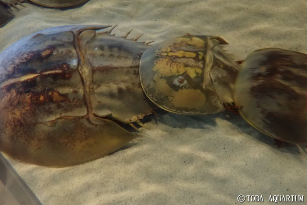 3連結のアメリカカブトガニ 鳥羽水族館 飼育日記