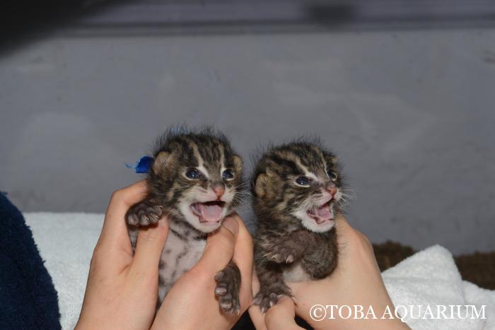 スナドリネコ一般公開に向けての練習 鳥羽水族館 飼育日記 スナドリネコ一般公開に向けての練習 鳥羽水族館 飼育日記