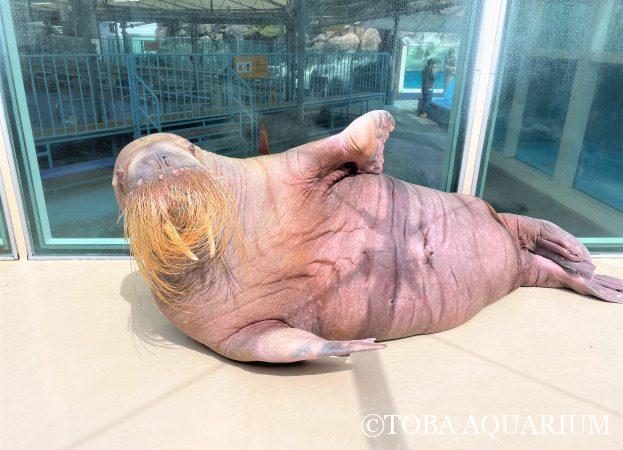 鳥羽水族館 飼育日記 飼育員の生の声