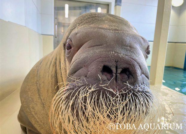 鳥羽水族館 飼育日記 飼育員の生の声