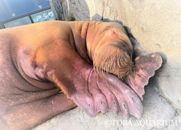 鳥羽水族館 飼育日記 飼育員の生の声