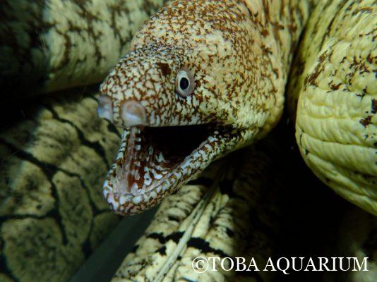 「やまおかの推し魚」第10-2回 続、ウツボ | 鳥羽水族館 飼育日記