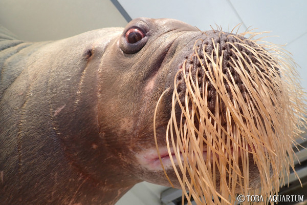 セイウチ 英語 動物の名前を英語で覚えよう 50種類英名一覧 読み方 音声あり Stg Origin Aegpresents Com セイウチ 英語 動物の名前を英語で覚えよう 50種類英名一覧 読み方 音声あり Stg Origin Aegpresents Com