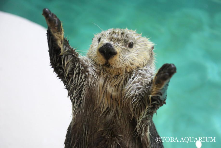 14歳になりました 鳥羽水族館 飼育日記 14歳になりました 鳥羽水族館 飼育日記