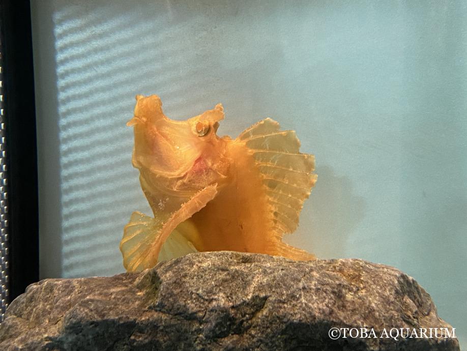 やまおかの推し魚 第11回 ホウセキカサゴ 鳥羽水族館 飼育日記 やまおかの推し魚 第11回 ホウセキカサゴ 鳥羽水族館 飼育日記