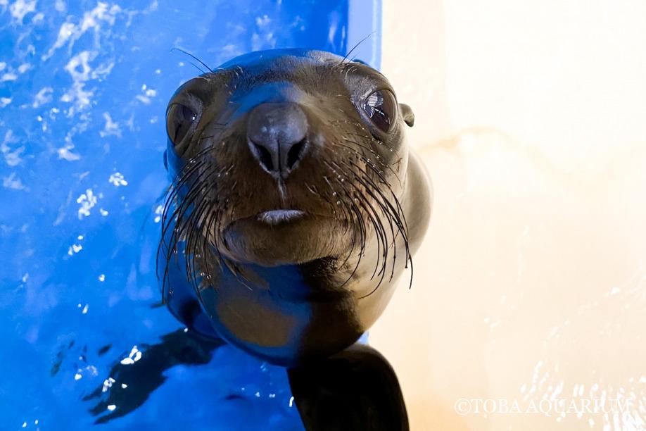 ぼくのこだわり 鳥羽水族館 飼育日記 ぼくのこだわり 鳥羽水族館 飼育日記