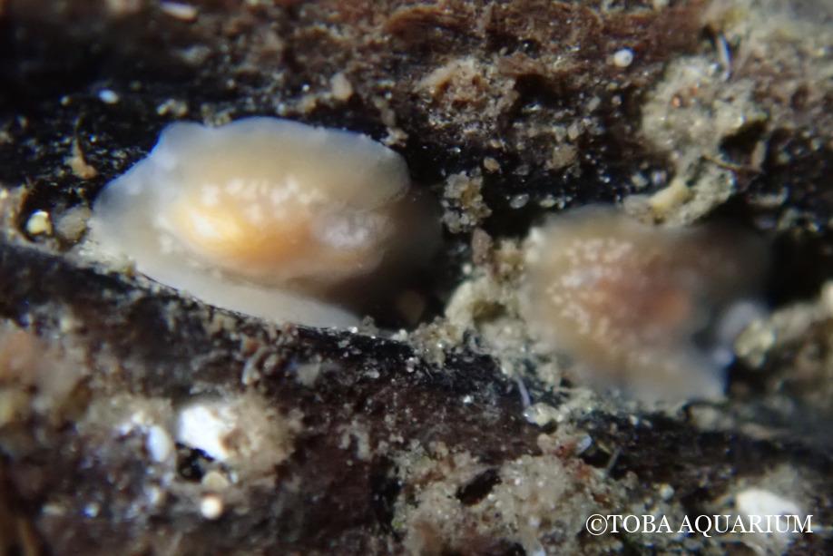 深海のOligocladus属ヒラムシ