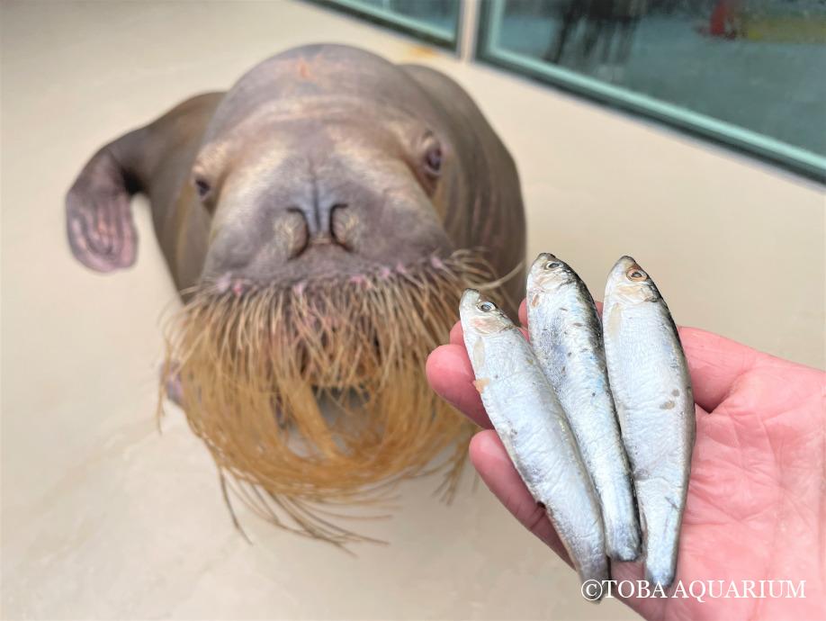 このサカナ、食べてくれるカナ? | 鳥羽水族館 飼育日記
