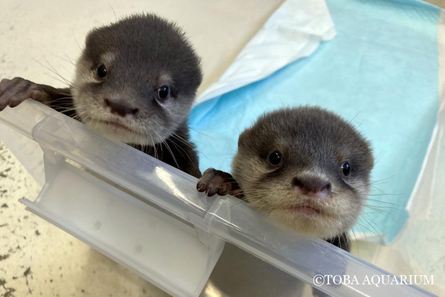 カワウソ赤ちゃん公開! | 鳥羽水族館 飼育日記