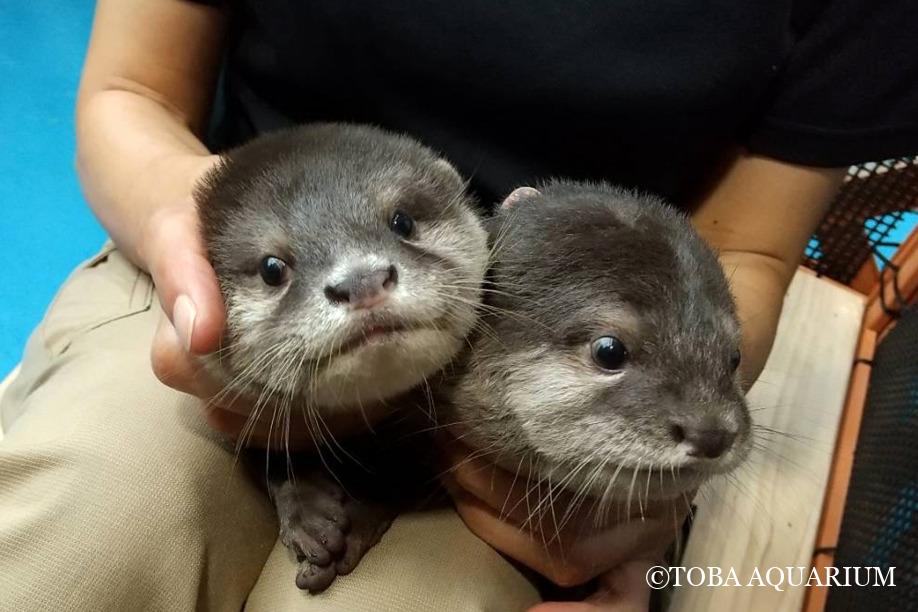 カワウソ赤ちゃんたち・3 | 鳥羽水族館 飼育日記