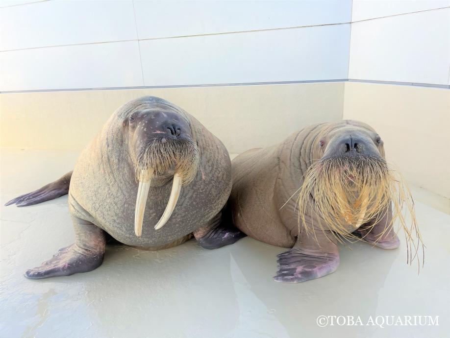 男は寛容、女は動揺。 | 鳥羽水族館 飼育日記