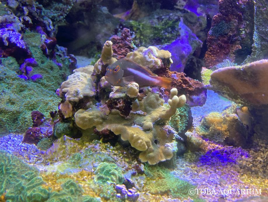 サンゴ水槽のメガネゴンベ
