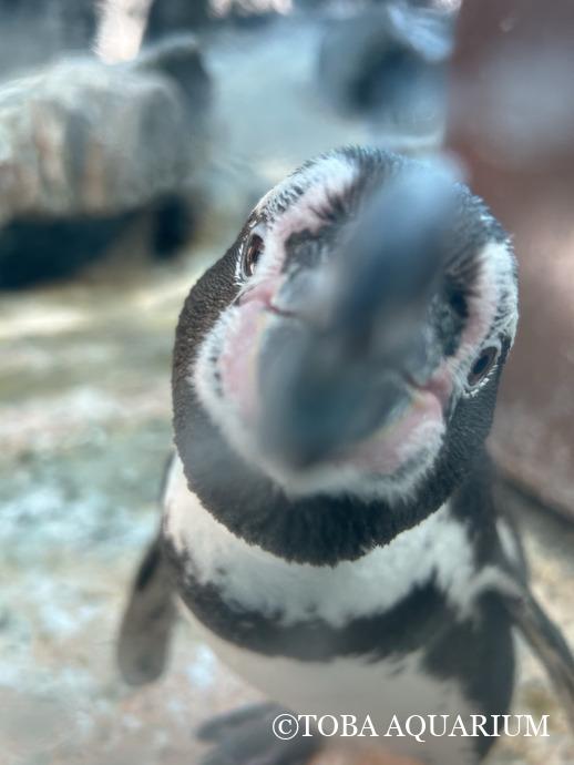 ペンギンも担当になりました