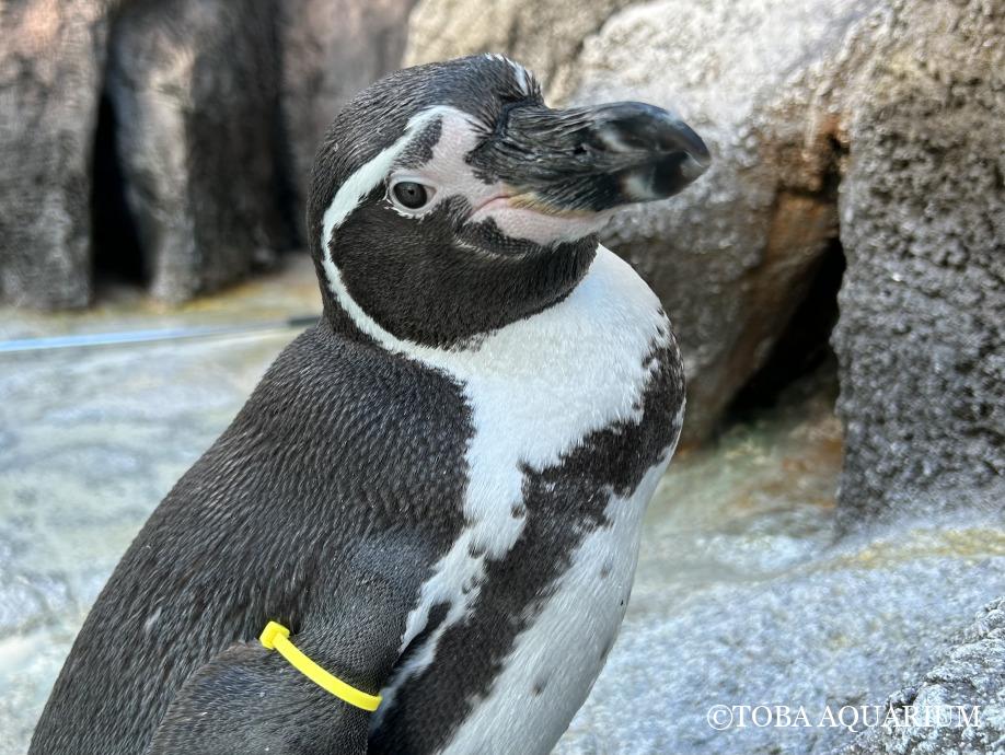 準備万端⁈ | 鳥羽水族館 飼育日記