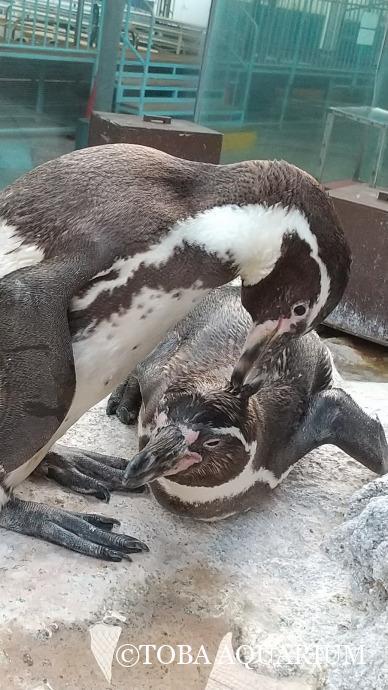 フンボルトペンギン「ルル」32歳になりました！