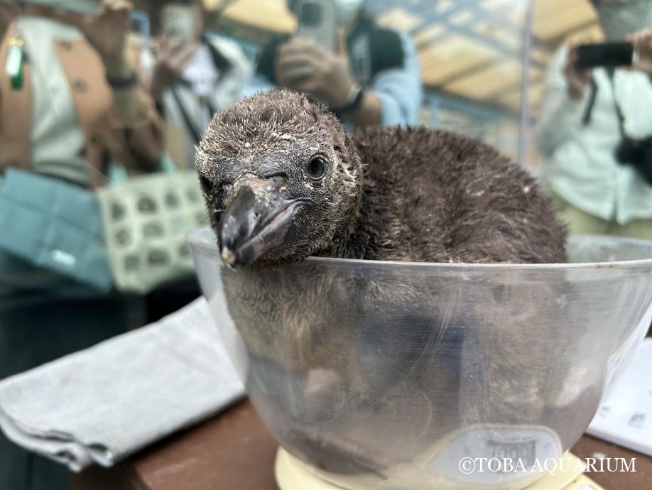 1日遅れの母の日