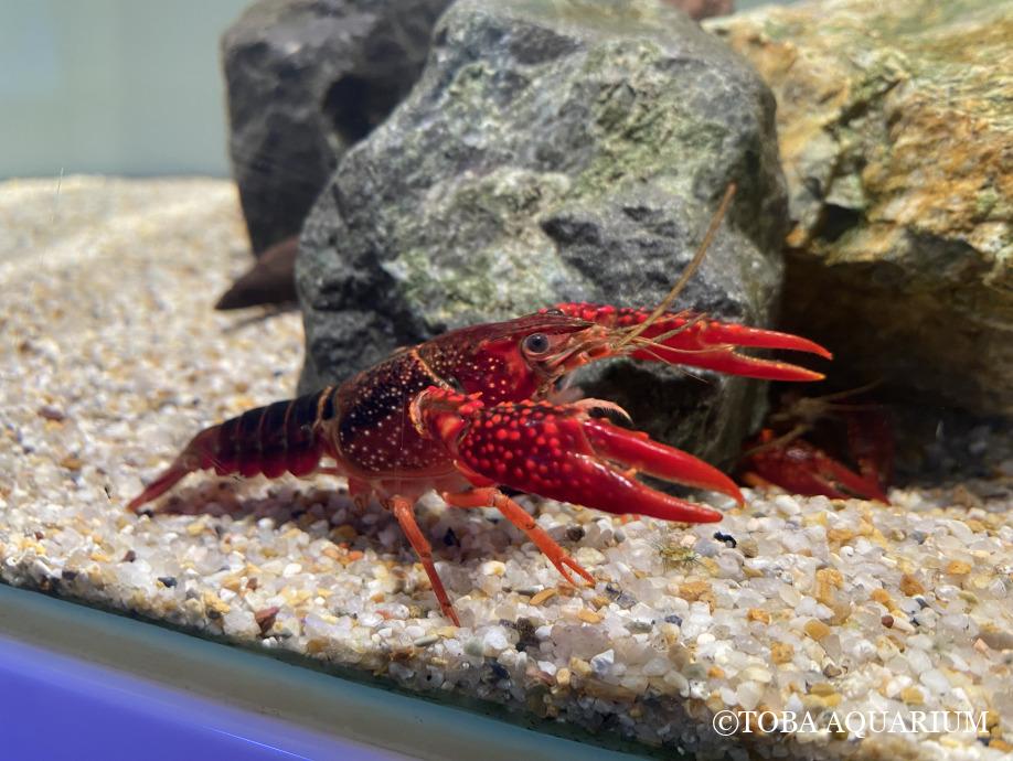 ＃ザリガニの日　？！